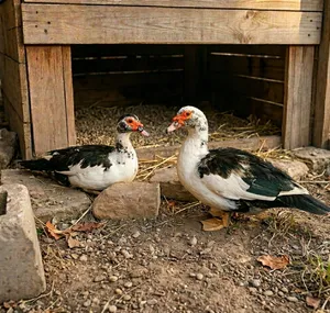 نثايه 2 بط مصري بياضات شرط الصحه المكان البصرة كرمه علي توصيل موجود الكروة علئ المشتري