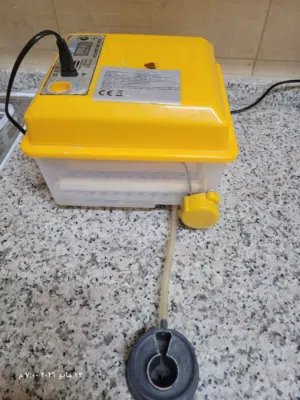 فقاسة بيض طيور