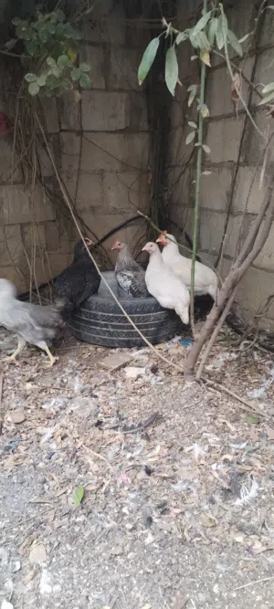 دجاج للبيع