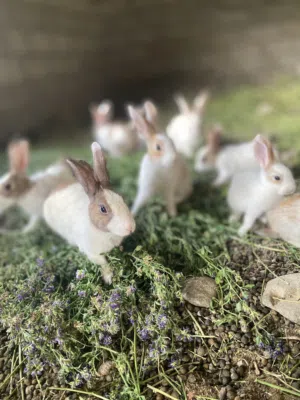أرنب عمانيات