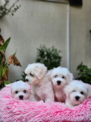 50 Days, Maltese pure home born puppies