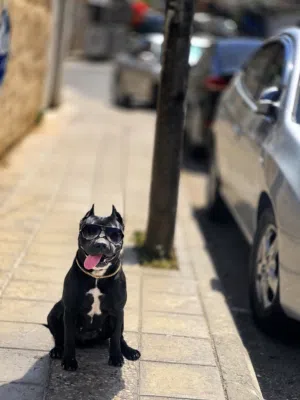 انثه بيتبول