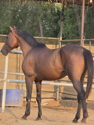 Horses0
