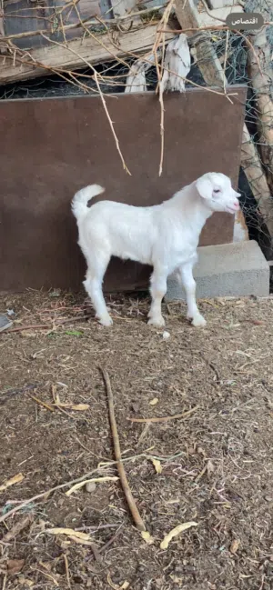 سخال ماشاء الله تبارك الرحمن