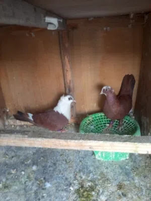 طيره لوت وحمر هنادي وزينه