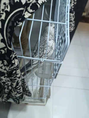 كوكتيل اليف friendly cocktail