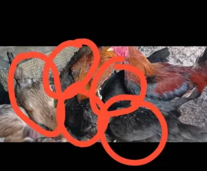 دجاج بلدي للبيع