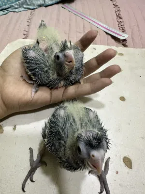 Cockatiel 2pc baby