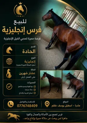 فرس انجليزية مستوردة للبيع