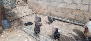 بيض بلدي للببع