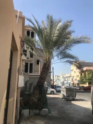 للبيع نخلة