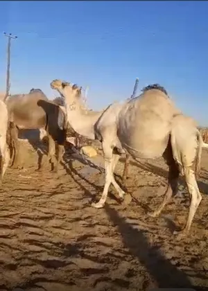 ‏جمال‏1