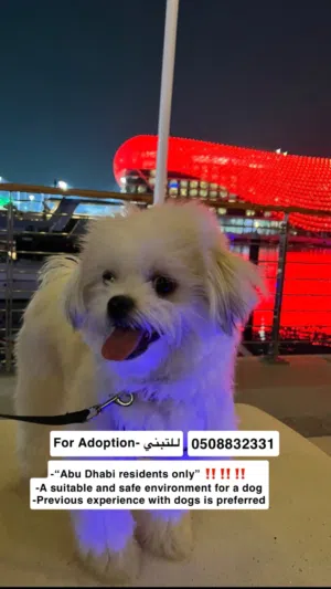 2 years female maltese