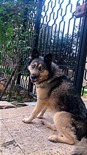 كلب هاسكي مكس جيرمان