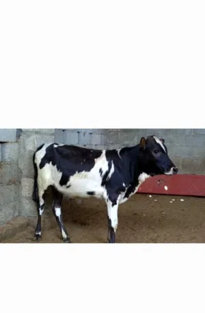 انا اجيب عجالا من صلاله