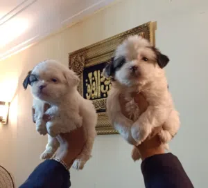 The cutest Griffon puppies