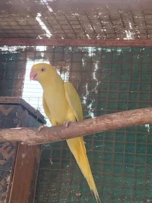 تصفيه دره ملونات باقي الطيور في الخاص