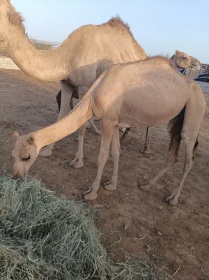 بكرة محلية اصايل سلالة حليب