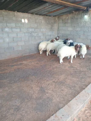 خرفان برقاويه مشاءالله 10حوله ادكور و4 حوليات