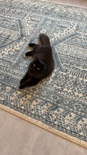 cat for adoption