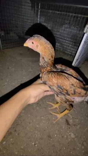دجاج باكستاني
