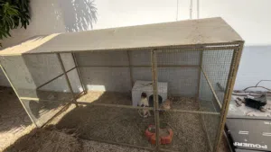 زوج دجاج امريكي