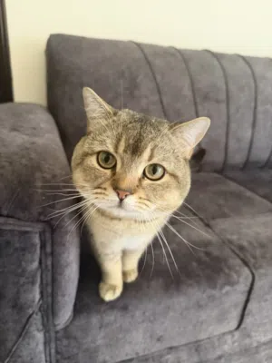 للبيع قط سكوتش