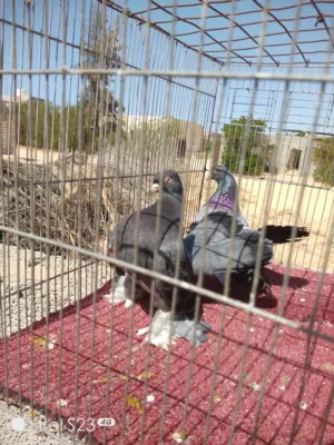 قوبيه روسي هزاز