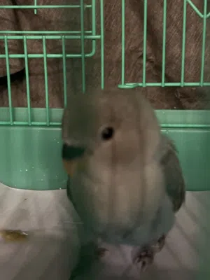 للبيع روز قابل للتفاوض