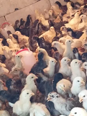 صوص دجاج بلدي