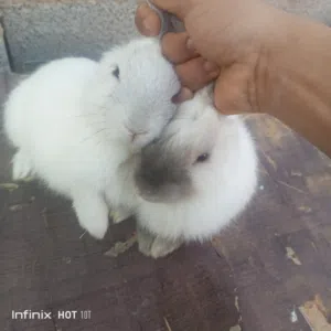 ارانب استرالي