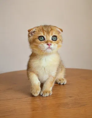 Scottish Fold(Male)