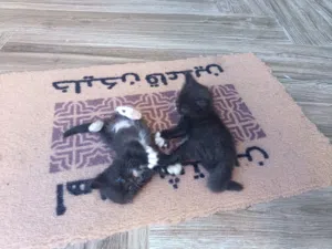 قطط صغيره عمر شهر ونص