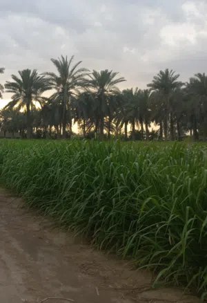 للبيع بنكام 5 ربطات كبير بريال