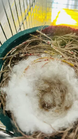 طيره شغاله للبيع اقرأ الوصف