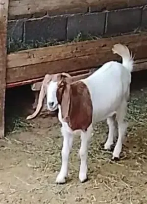 عناق اوجدي للبيع