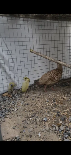 ذكر صفرد باكستاني