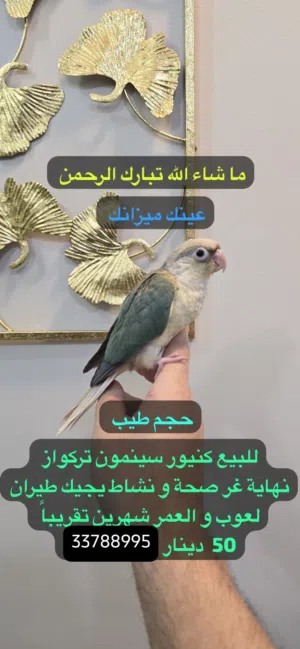 طير الكنيور