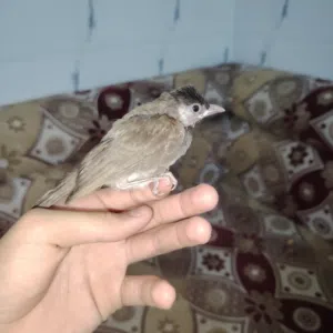 بيع بلبل في البصره