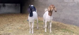 سخلات هجين برقوت للبيع