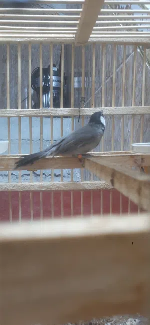 متاح بلبل وحشي شرط التغريد محجل بحلقه