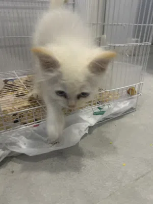 Cat for sale