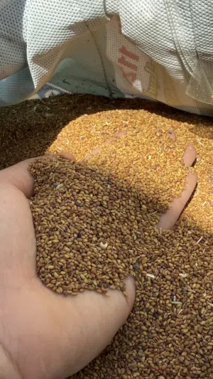 بذر قت عماني ، برسيم