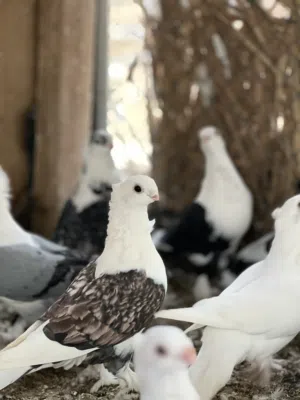حمام زينه حب رمان ممتاز السعر فالوصف