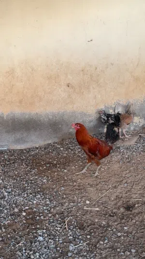 بيع دياكه تهجين
