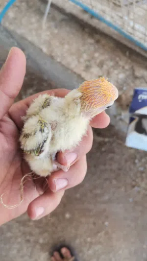 فروخ روز اوبلاين