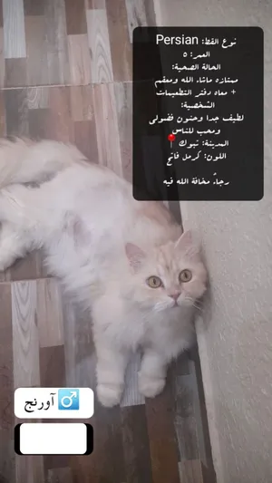 Persian1