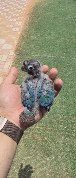 كنيور فايلوت تركوازي انتاج محلي اليف مايعض Violet Turquoise Conure local breed healthy hand feeding