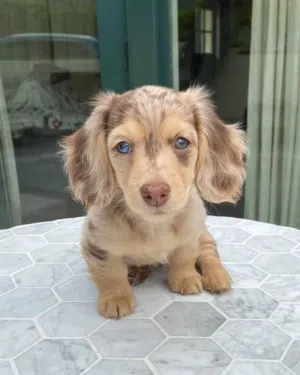 dachshund puppies