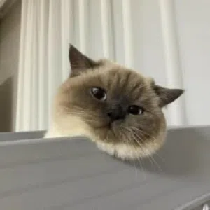 إكزوتيك شورت هير كولوربوينت